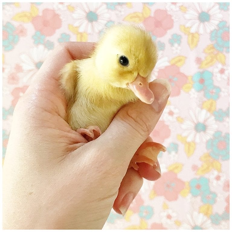 Introducing the ducklings Live Sweet