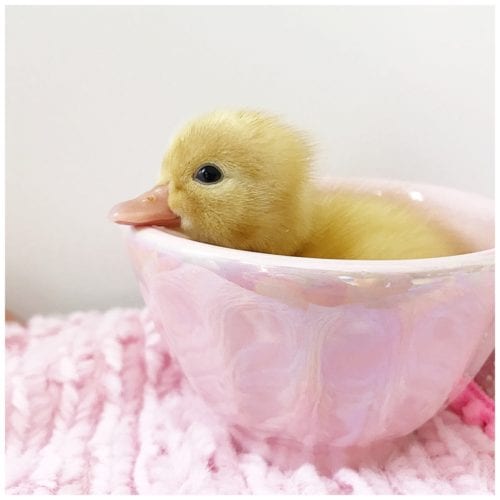 Introducing the ducklings Live Sweet