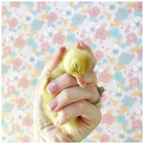 Introducing the ducklings Live Sweet