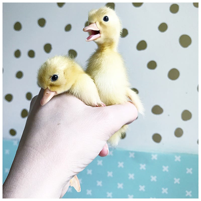 a handful of two ducklings
