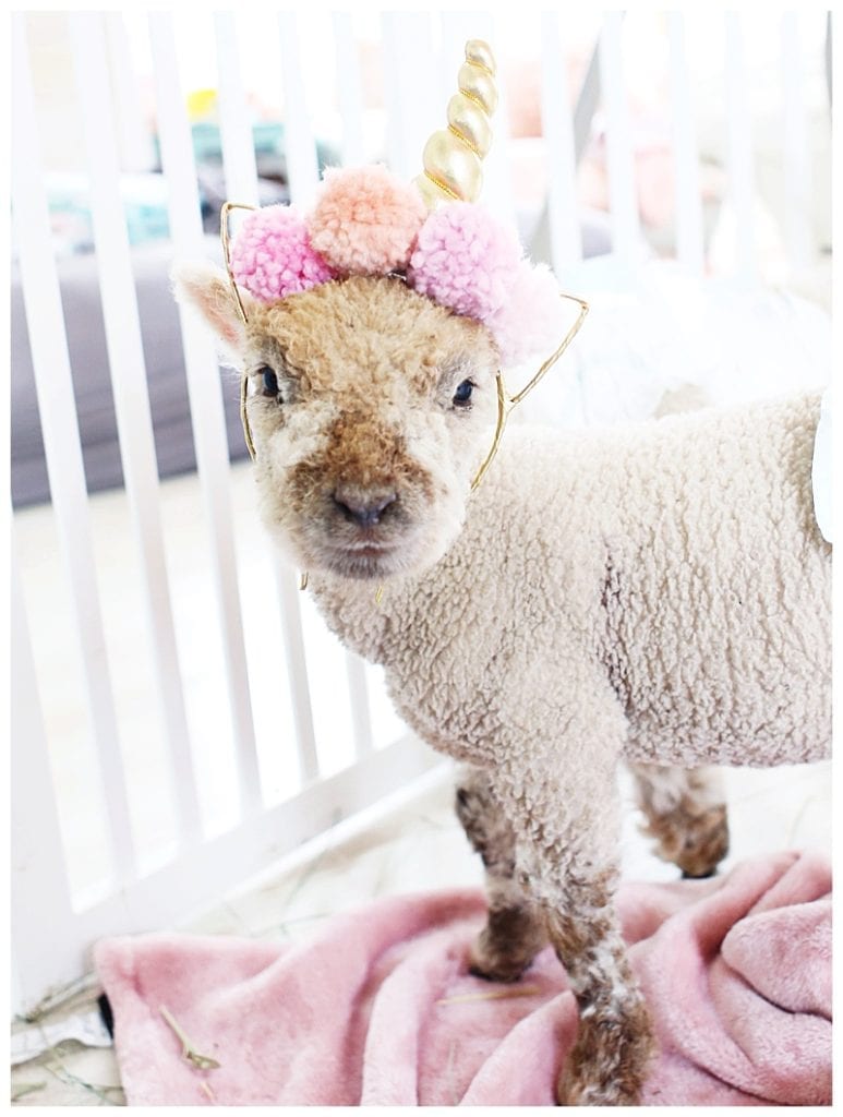 precious new babydoll lamb