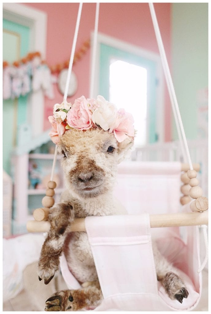 babydoll lamb swinging in a baby swing