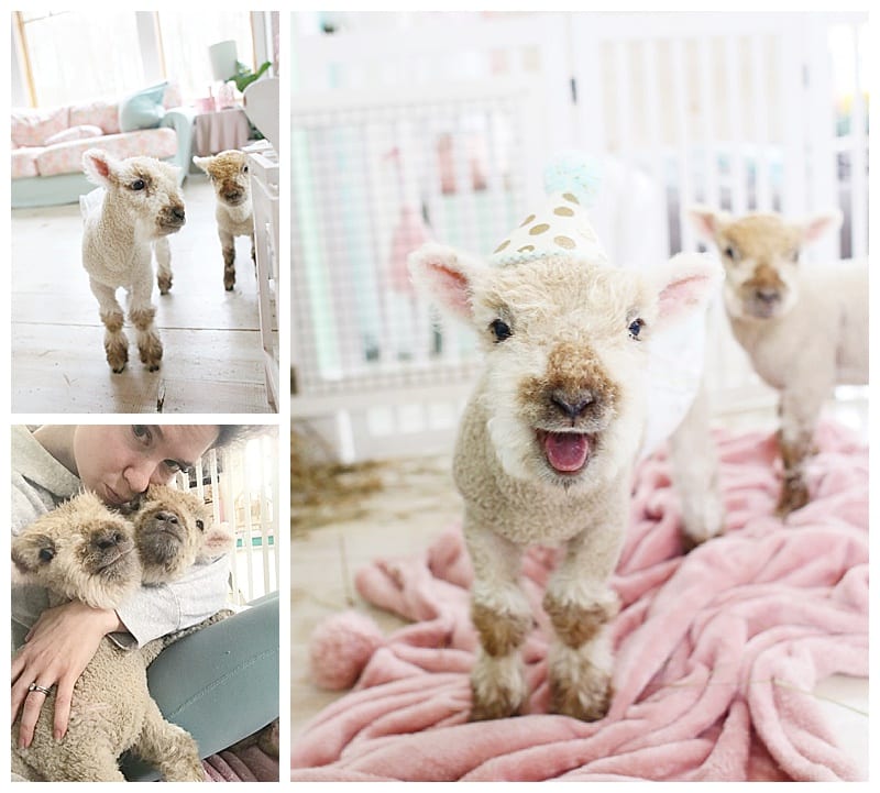 Introducing our new babydoll lambs