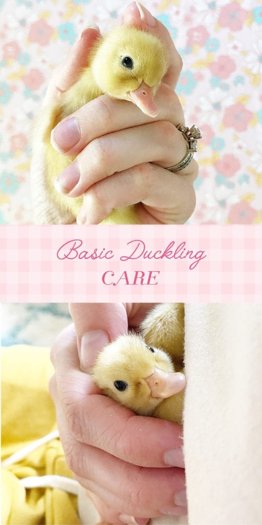 duckling care