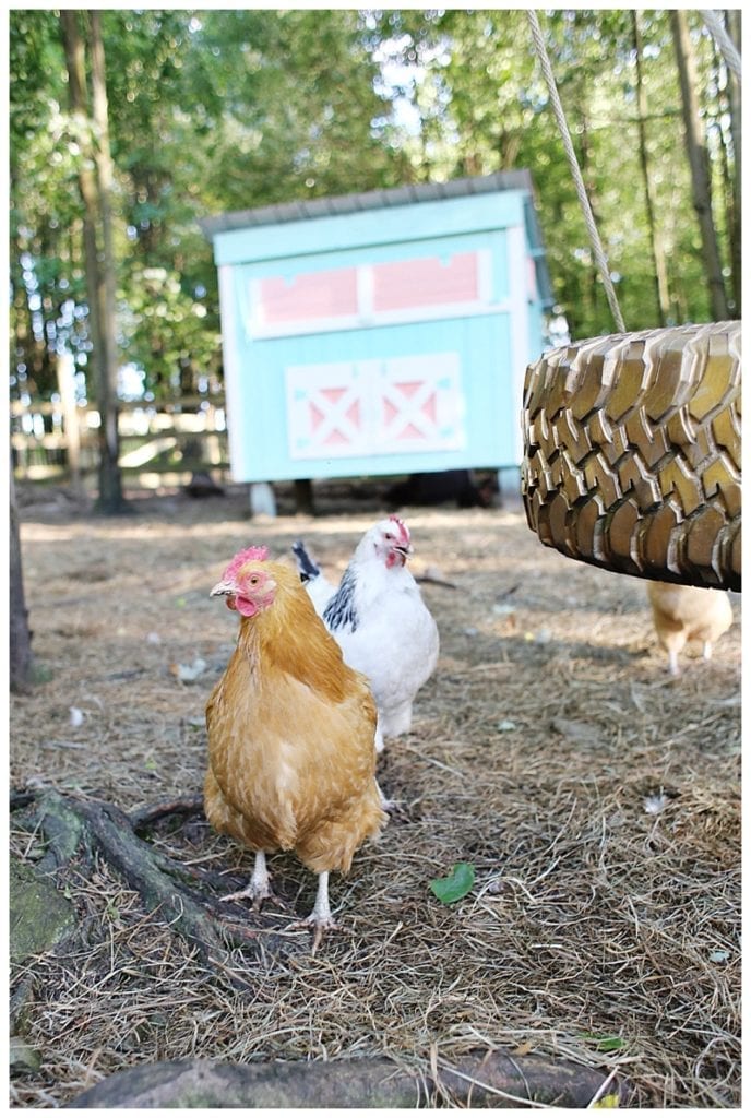 chickens with pink and mint coop in the background of the barnyard
