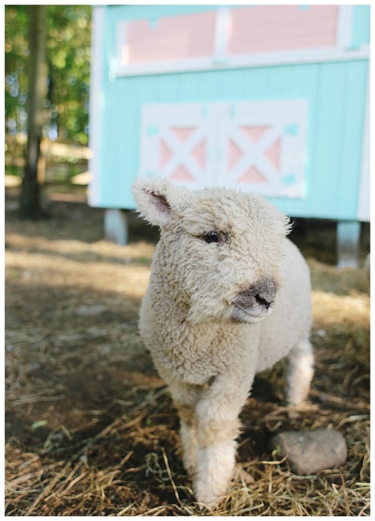 lamb in front of the pink and mint chicken coop in the barnyard