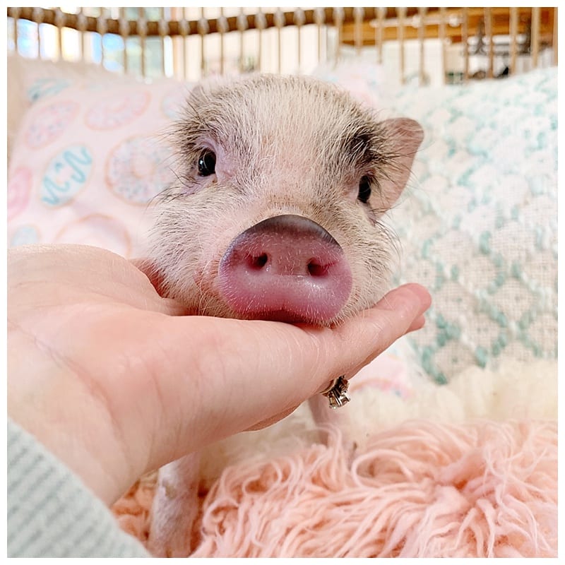 mini piglet in woman's hand