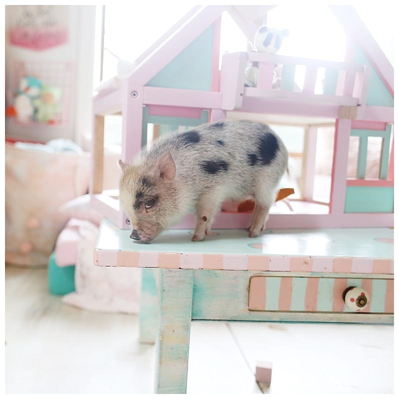 spotted mini piglet