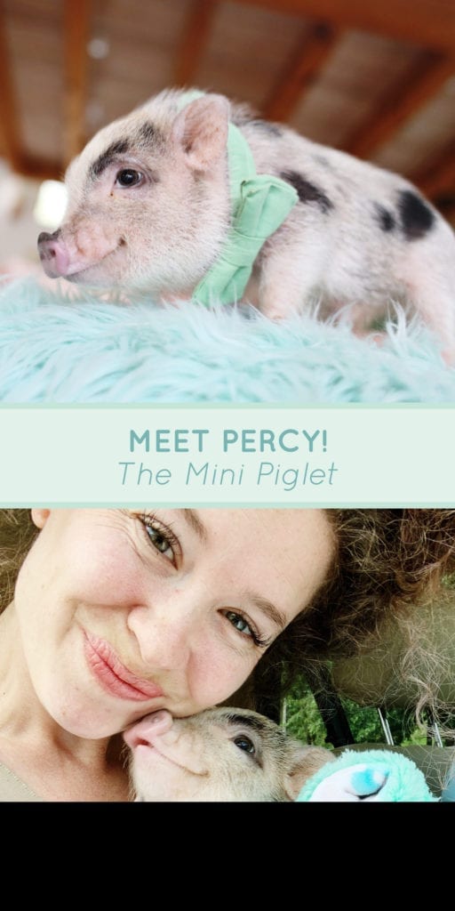 meet percy the mini pig