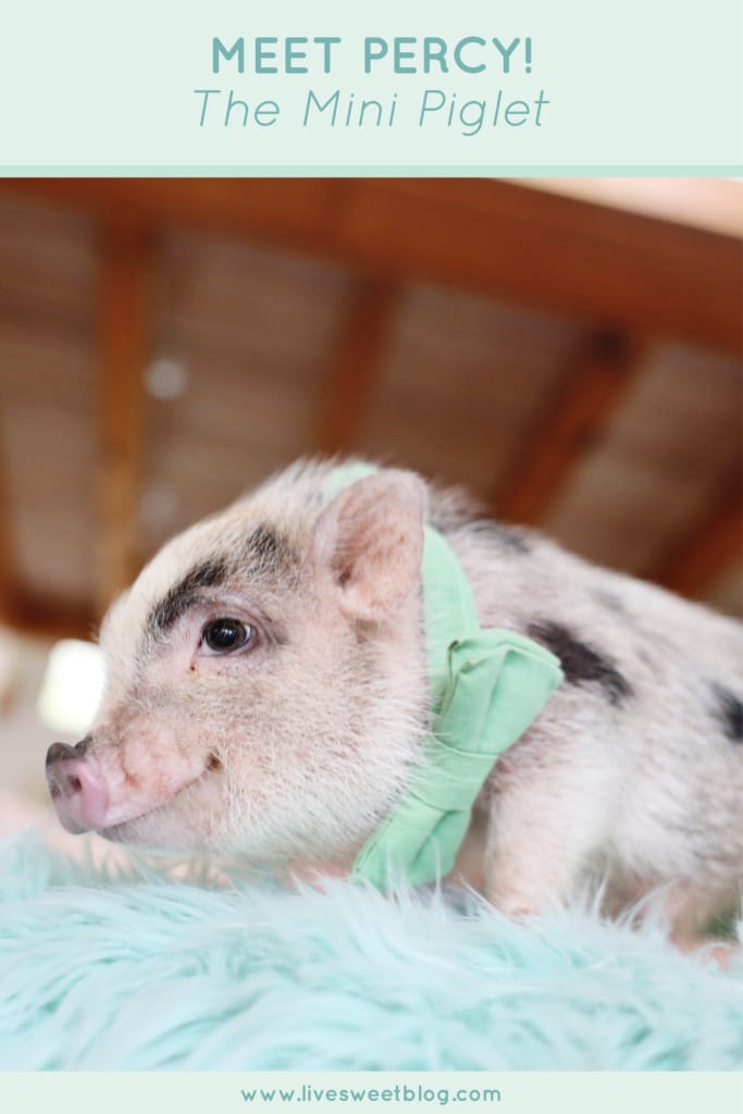 meet percy the mini pig