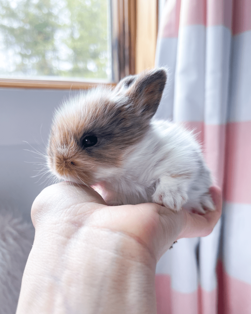 Gorgeous Baby Bunnies - Live Sweet